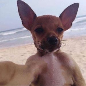 Meet your Posher, Uriel